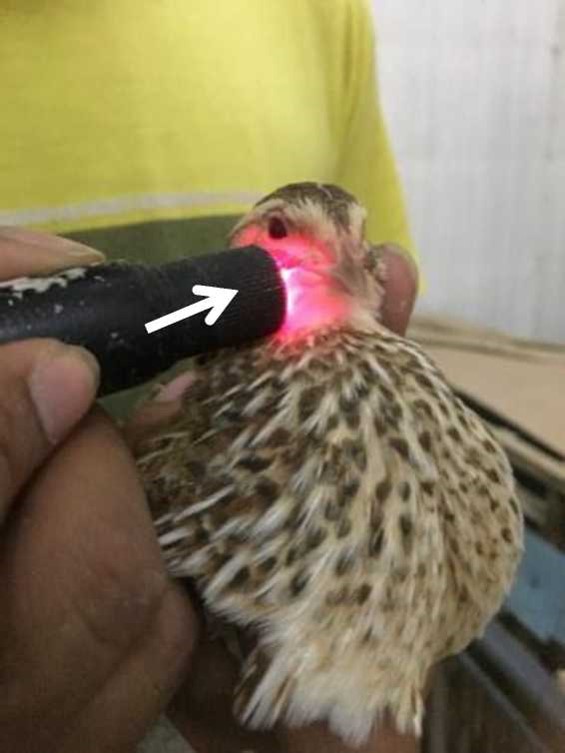 Read more about the article Laser Punktur Tingkatkan Kuantitas dan Kualitas Telur Burung Puyuh