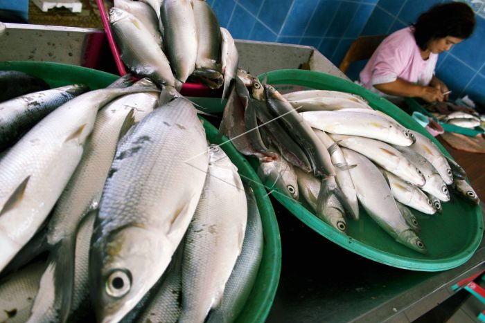 Read more about the article Studi Tingkat Kesegaran Ikan Laut di Pasar Moder dan Pasar Tradisional di Surabaya