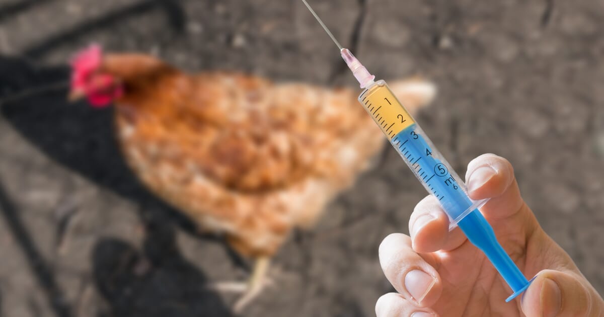 Read more about the article Protein Imunogenik Leucocytozoon sp. Bisa Dikembangkan sebagai Vaksin  pada Ayam