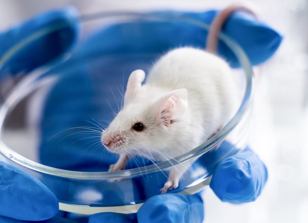 Read more about the article Upaya Merubah Sel Punca Mesenkimal dari Jaringan Lemak Tikus Menjadi Sel Progenitor Pankreas Penghasil Insulin