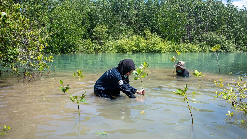 Rara plants mangroves downstream of the conservation area. (Photo: Personal documentation)