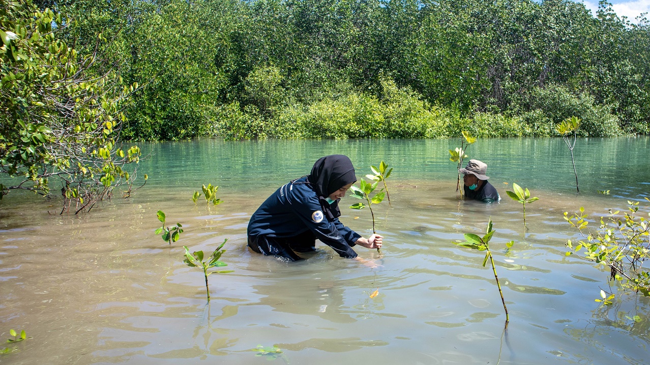 Rara tengah menanam mangrove di hilir sungai kawasan konservasi. Foto: Pribadi