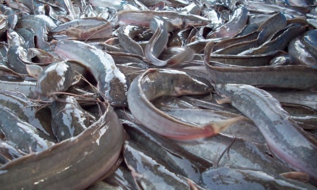 Read more about the article Efektivitas Ekstrak Kolagen Kulit Ikan Lele Sangkuriang pada Penyembuhan Luka Bakar