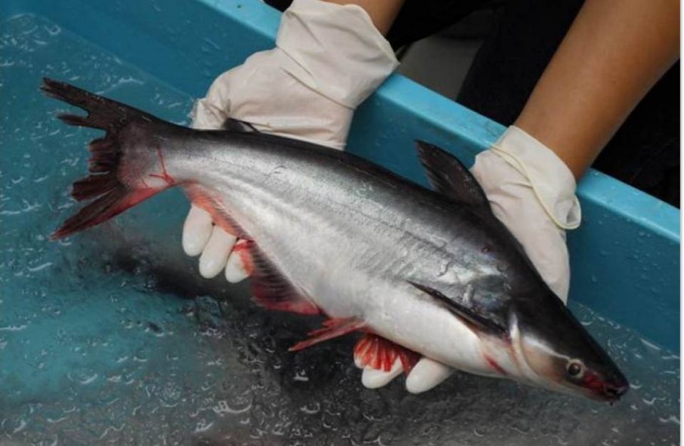 Read more about the article Pengaruh Asam Amino Esensial dalam Pakan Komersial Ikan Patin (Pangasius sp.)