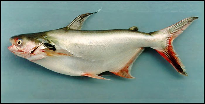 Read more about the article Fermentasi Kulit Pisah sebagai Pakan Ikan Pangasius hypophthalmus