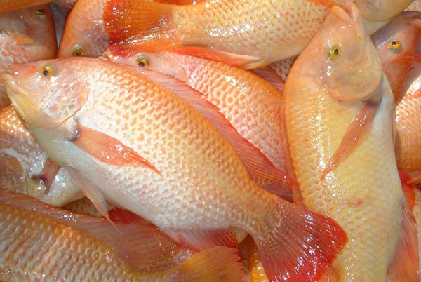 Read more about the article Dosen FPK Kombinasikan Tepung Maggot dengan Pakan Komersial untuk Pertumbuhan Ikan Nila