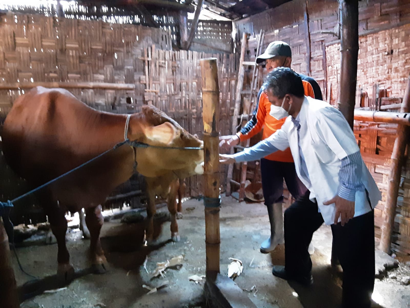 Read more about the article UNAIR professor helps cattle breeders produce superior bulls