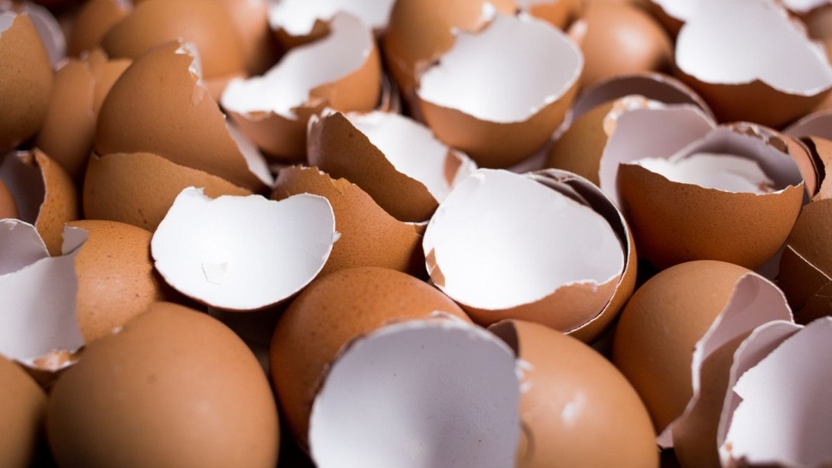 Read more about the article Potensi Penggunaan Nanohidroksiapatit Dari Limbah Kulit Telur Ayam di Bidang Kedokteran Gigi