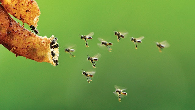 Read more about the article Produk Madu, Bee Pollen dan Propolis dari Lebah tanpa Sengat Kalimantan Timur sebagai Material Baru Antikanker dari Alam