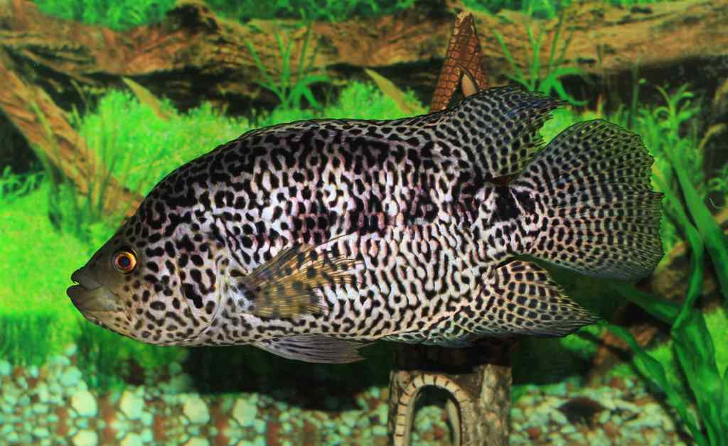 Read more about the article Masuknya Ikan Jaguar Cichlid di Perairan Umum Lombok, NTB