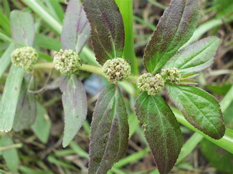 Read more about the article Pengembangan Obat Kumur Euphorbia hirta L