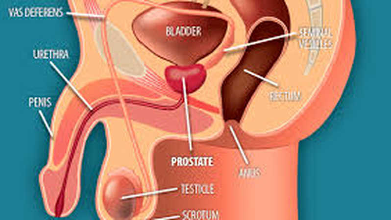Read more about the article Korelasi Volume Prostat dengan Uroflowmetri dan International Prostatic Symstoms Score