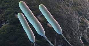 Read more about the article Menilik Jenis-jenis Bakteri sebagai Bakteri Symbiont pada Porifera