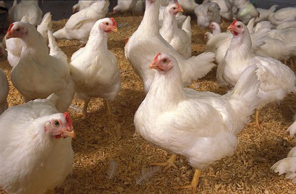 Read more about the article Penggunaan Probiotic Pediococcus Pentosaceus ABY 118 pada Ayam Pedaging