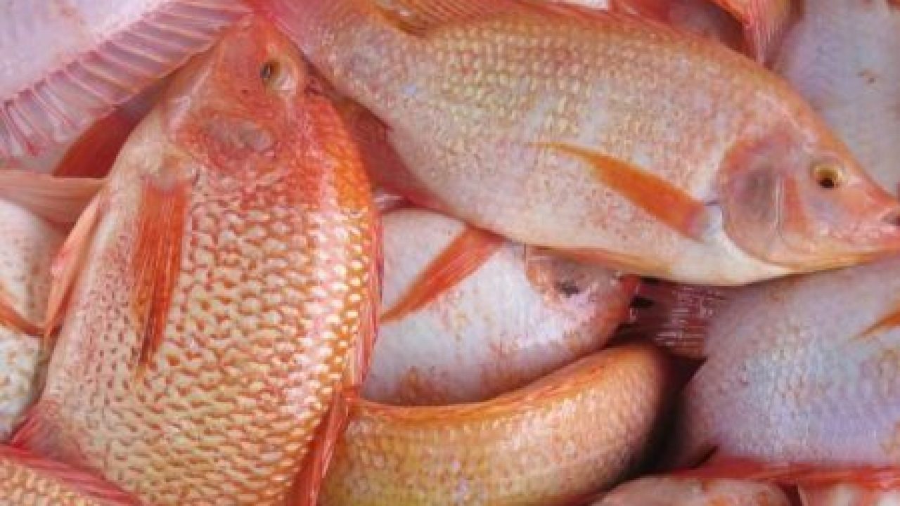 Read more about the article Kombinasi Bioflok dan Teknologi Sex Reversal terhadap Kinerja Budidaya Ikan Nila merah