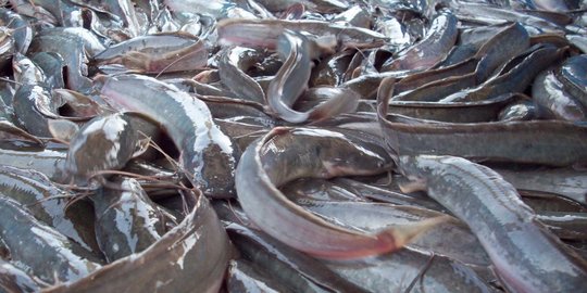 Read more about the article Pemanfaatan Fermentasi Tepung Daun Seligi dalam Pakan untuk Meningkatkan Retensi Lemak dan Energi Ikan Lele