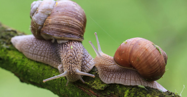 Read more about the article Keanekaragaman dan Kelimpahan Gastropoda Darat di Lereng Gunung Arjuna-Welirang