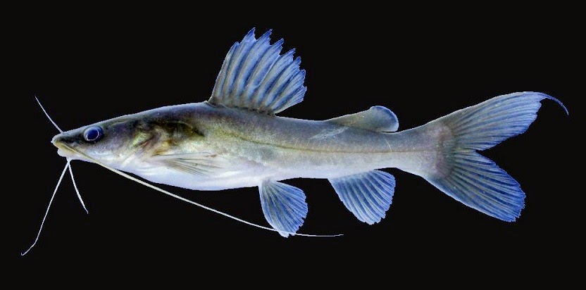 Read more about the article Perlunya Kajian Reproduksi Ikan Baung di Alam