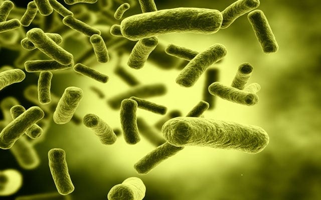 Read more about the article Klasifikasi Fitur Bentuk Bakteri Gram-Negatif Menggunakan Mesin Pembelajaran Ekstrim