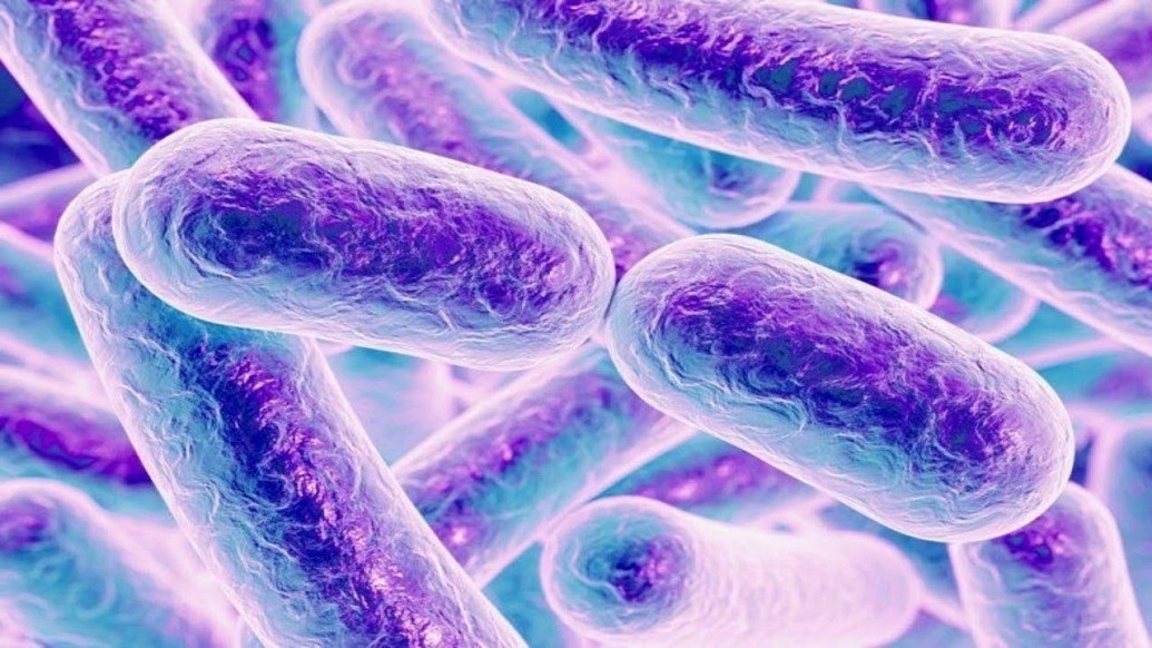 Read more about the article Potensi Bacillus velezensis ES4.3 Lokal untuk Pengembangan Agen Hayati terhadap Vektor Penyakit dan Hama Tanaman