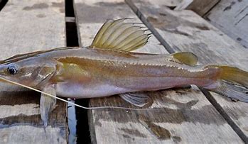 Read more about the article Dosen FPK: Potensi Ikan Baung dan Pelestarianya di Alam Perlu Diperhatikan