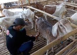 Read more about the article Peluang Usaha Ternak Kambing Perah dari Hulu ke Hilir
