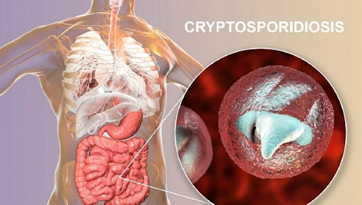 Read more about the article Cryptosporidiosis, Penyakit Menular dari Hewan ke Manusia