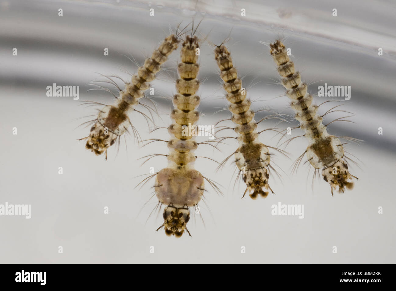 Read more about the article Karakteristik Lingkungan dan Spesies Larva Anopheles pada Daerah Tinggi dan Rendah Kasus Malaria