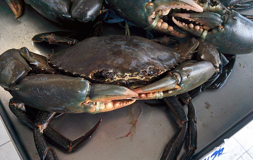Read more about the article Health risk assessment of metals in mud crab (Scylla serrata)