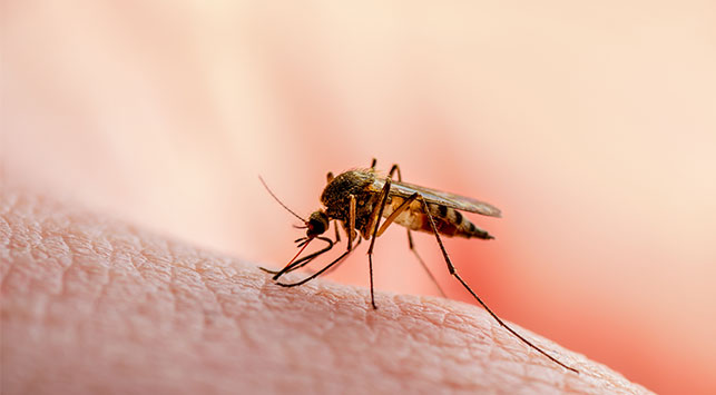Read more about the article Munculnya Penyakit Keganasan Akibat Ineksi Malaria pada Penderita Ebstein Bar Virus