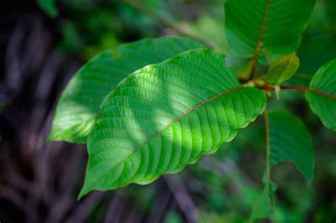 Read more about the article Antibacterial mechanism of Kratom (Mitragyna speciosa) methanol extract on Streptococcus pneumoniae and Eschericia coli bacteria