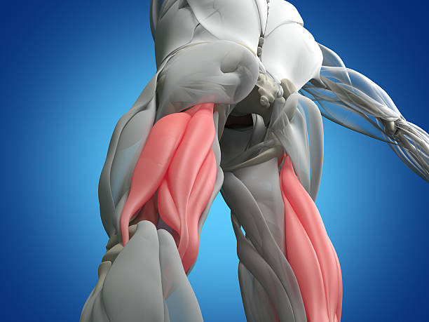 Read more about the article Apa yang Membuat Otot Hamstring Menjadi Lebih Fleksibel