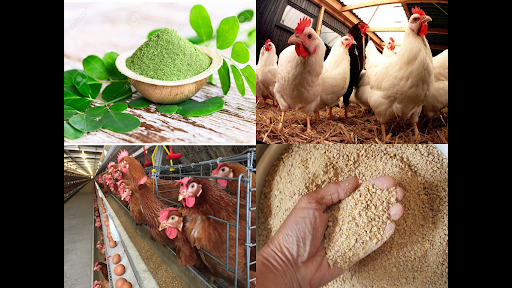 Read more about the article Tepung Kelor, Solusi Tingkatkan Kualitas Pakan Ayam yang Kian Mahal