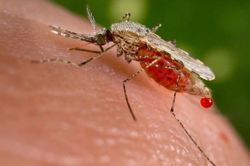Read more about the article Malaysian Ministry of Health reveals climate change increases the risk of vector-borne disease