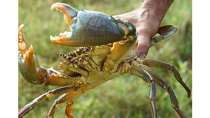Read more about the article Pengaruh Suhu Selama Inkubasi Telur, Pemeliharaan Larva, dan Produksi Juvenil Purple Mud Crab