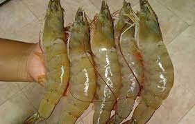 Read more about the article Correlation of Nitrite and Ammonia Concentration with Prevalence of Enterocytozoon hepatopenaei (EHP) in Shrimp (Litopenaeus vannamei)