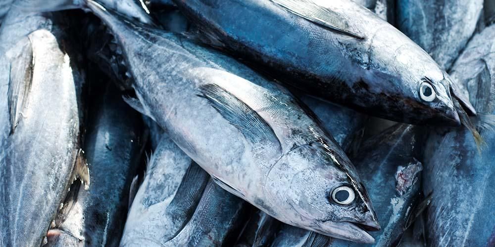 Read more about the article Konsentrasi Logam Berat dalam Ikan Tuna Kalengan dan Penilaian Resiko Kesehatan Probabilistik di Iran